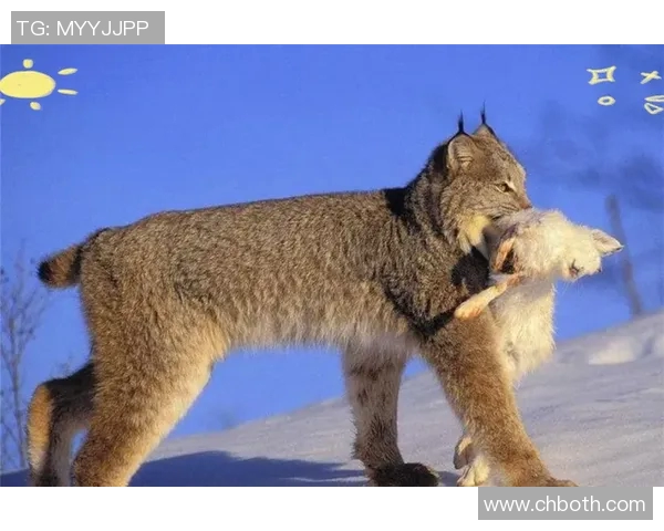 山猫与风暴的精彩对决分析及2018年最佳推荐策略